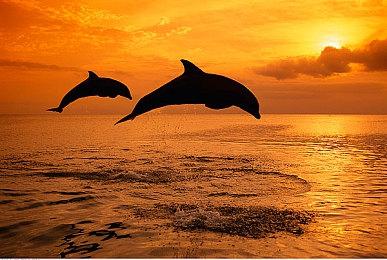 现已推出：CircoLoco Records 隆重推出 Map.ache 的《IZA》